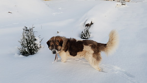 Kesk aasia lambakoerad (5 foto / 7)