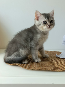 Scottish Straight котята (9 фото из 9)