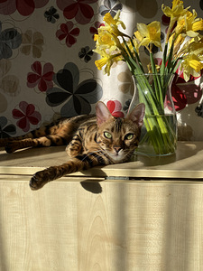 Bengal cat (6 foto no 7)