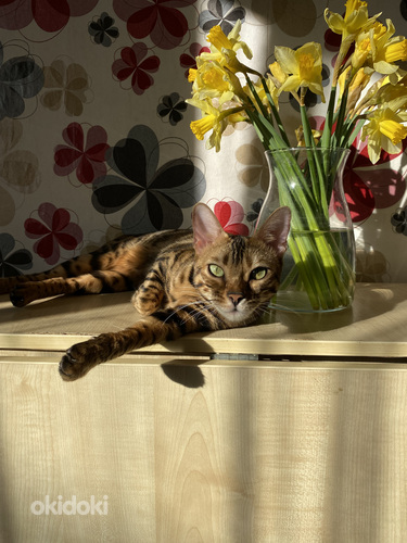 Bengal cat (foto #6)