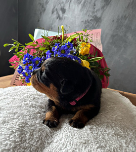 Rottweileri kutsikad tõupaberitega (2 foto / 6)