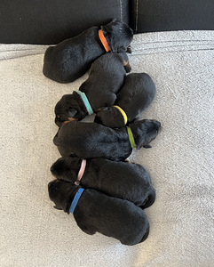 Rottweileri kutsikad tõupaberitega (6 foto / 6)