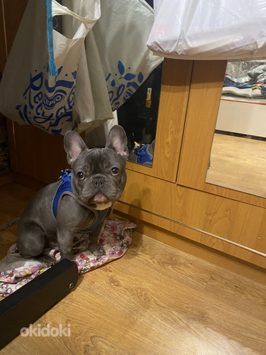 Продам щенка французского бульдога (фото #1)