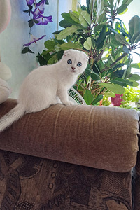 Müüa Scottish Fold tõugu kassipojad (2 foto / 7)