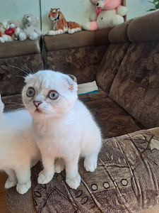 Müüa Scottish Fold tõugu kassipojad (3 foto / 5)