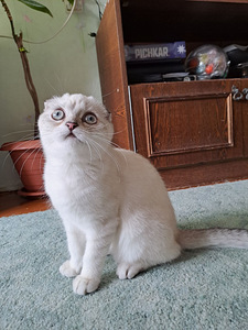 Müüa Scottish Fold tõugu kassipojad (4 foto / 6)
