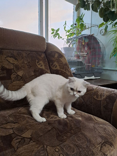 Müüa Šoti sirge kassipoeg