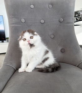 Scottish fold kssanpentuja (1 valokuva sivusta 5)