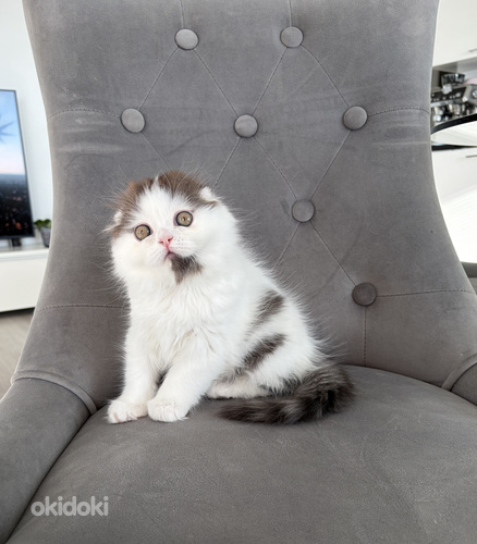 Scottish fold kssanpentuja