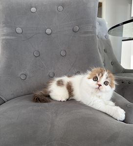 Scottish fold kssanpentuja (2 valokuva sivusta 5)