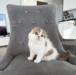 Scottish fold kssanpentuja (3 valokuva sivusta 5)