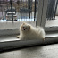 Pomeranian (valokuva #5)