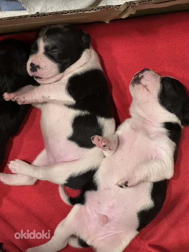 Staffordshirenbullterrieri