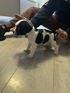 Staffordshirenbullterrieri (3 valokuva sivusta 3)