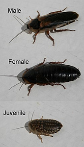 Blaptica dubia