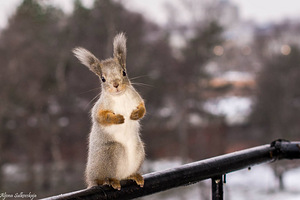 Olen Patricksi fotosessiooniga tunniajaline tänavafotograaf (6 foto / 10)