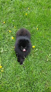 Pomeranian ootab pruuti! (2 foto / 2)