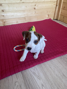 Jack Russelli terjer (3 foto / 4)