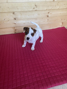 Jack Russelli terjer (4 foto / 4)