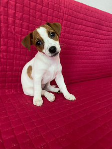 Jack Russelli terjer
