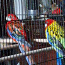 Rosella papagoid koos puuriga. (foto #1)