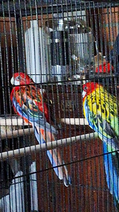 Rosella papagoid koos puuriga.