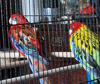 Rosella papagoid koos puuriga.