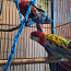 Rosella papagoid koos puuriga. (foto #5)