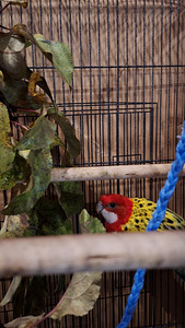 Rosella papagoid koos puuriga. (4 foto / 5)