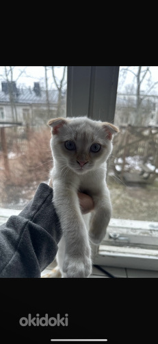 Kissa Scottish Fold & Bengal (valokuva #1)