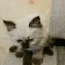 Невский маскарадный котик (фото #3)