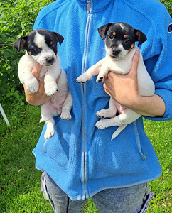 Jack Russelli terjeri kutsikad sugupuuga (4 foto / 9)