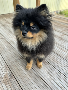 Pomeranian poika (2 valokuva sivusta 3)