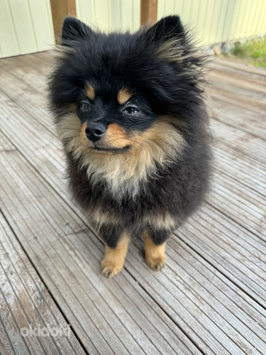 Pomeranian poika (valokuva #2)