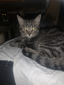 Kauniita kissan pentuja (2 valokuva sivusta 2)