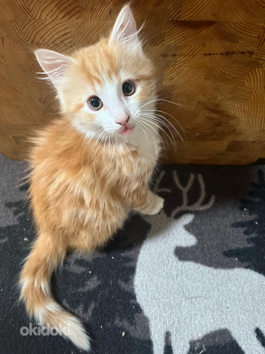 Poika ja tyttö pennut.