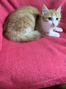 Poika pentu (1 valokuva sivusta 3)