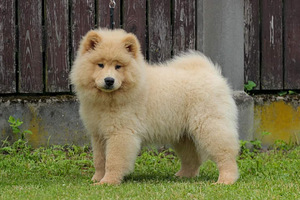 Eurasier tõuraamatuga kutsikad (5 foto / 10)