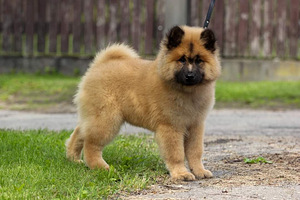 Eurasier tõuraamatuga kutsikad (10 foto / 10)