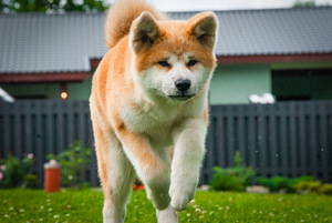Akita Inu kutsikad (2 foto / 10)