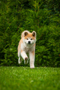 Akita Inu kutsikad (6 foto / 10)