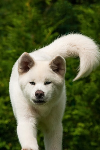 Akita Inu kutsikad (10 foto / 10)