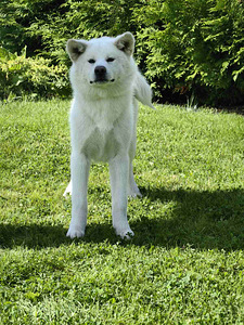 Akita inu kutsikad (2 foto / 7)
