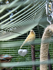Kanaarilind / kanaarilind (4 foto / 5)