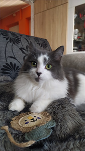 2-летняя кошка (1 фото из 4)