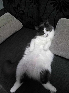2-летняя кошка (4 фото из 4)