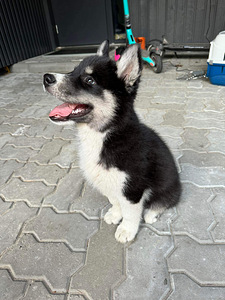 MÜÜA aktiivne, armas kutsikas. Ema Husky. Hoolivasse peresse (4 foto / 4)