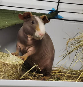 Karvata merisiga "Skinny" (1 foto / 2)