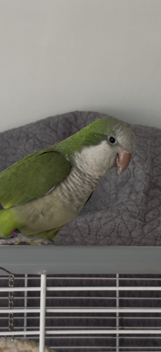Munkapapagoi