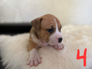 Amstaff (4 foto / 6)